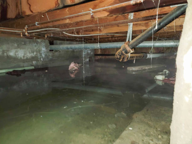 Best Carpet water damage restoration  in Belvedere, CA