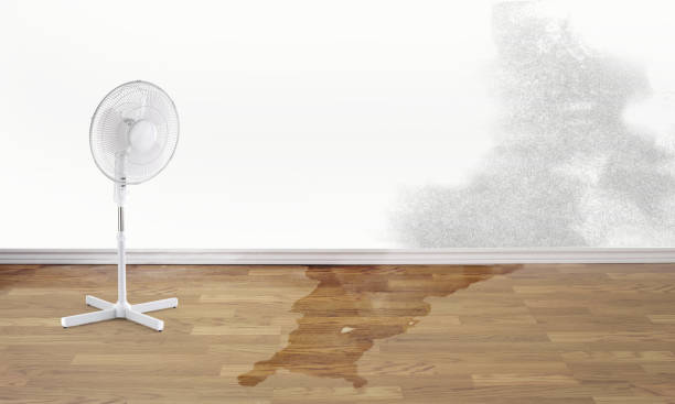 Best Water damage restoration near me  in Belvedere, CA