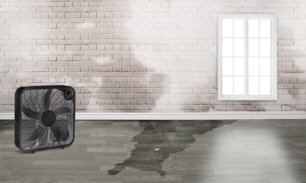 Best Professional water damage repair  in Belvedere, CA